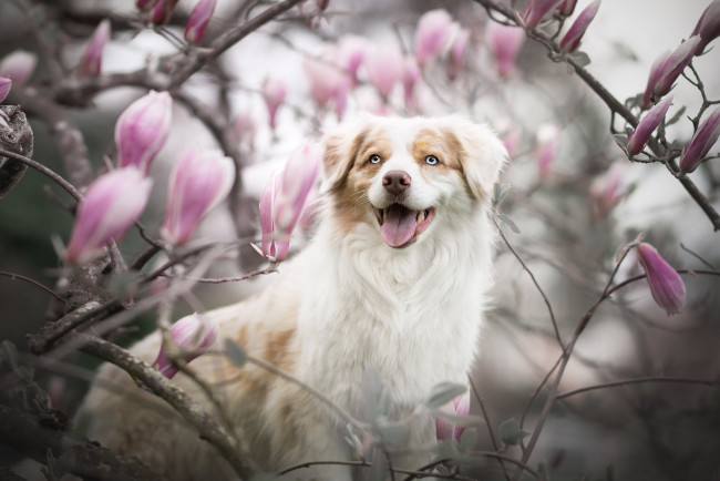 Обои картинки фото животные, собаки, австралийская, овчарка