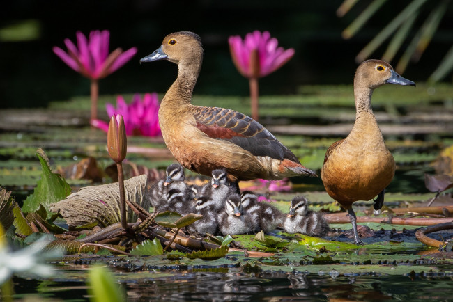 Обои картинки фото животные, утки, утята