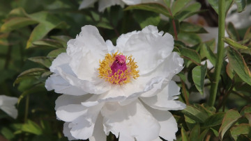 Картинка цветы пионы белый пион макро