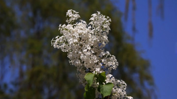 Картинка цветы сирень цветущая весна