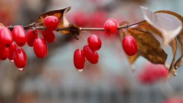 Картинка природа ягоды кизил