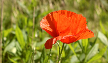 Картинка цветы маки алый мак макро