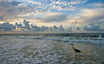Картинка животные цапли +выпи цапля море тучи