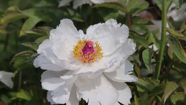 Обои картинки фото цветы, пионы, белый, пион, макро