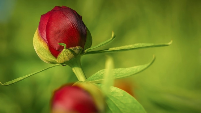 Обои картинки фото цветы, пионы, красный, пион, макро, бутон