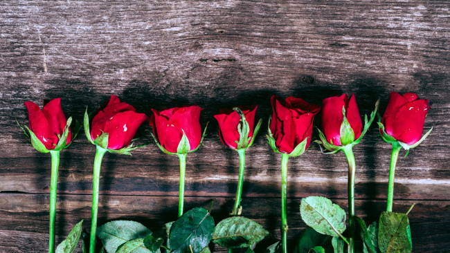 Обои картинки фото цветы, розы, алые, бутоны