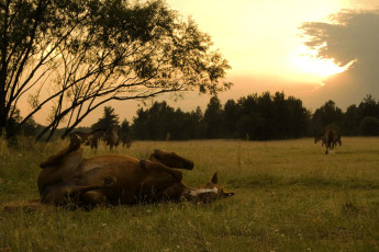 обоя животные, лошади, луг, поляна, деревья