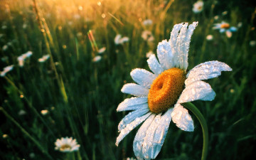 обоя цветы, ромашки, трава, луг