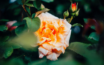 Картинка цветы розы роза желтая бутоны листья куст