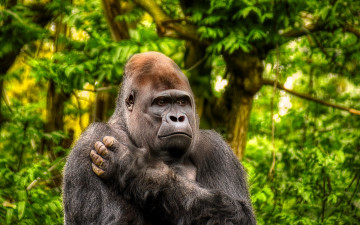 Картинка животные обезьяны обезьяна горилла джунгли лес