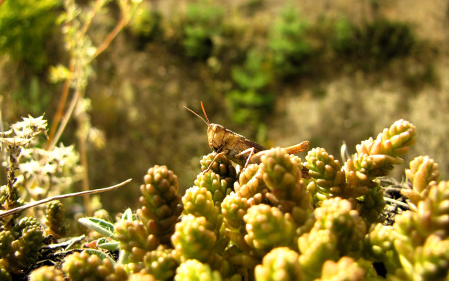Обои картинки фото животные, кузнечики,  саранча, кузнечик, шишки, хмель
