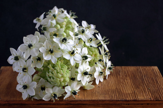 Обои картинки фото chincherinchee, птицемлечник, цветы