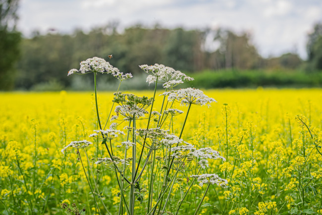 Обои картинки фото heracleum sphondylium, борщевик обыкновенный, цветы, луговые , полевые,  цветы, heracleum, sphondylium, борщевик, обыкновенный