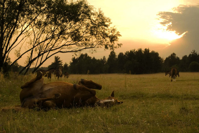 Обои картинки фото животные, лошади, луг, поляна, деревья