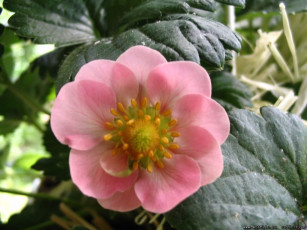 Картинка цветы