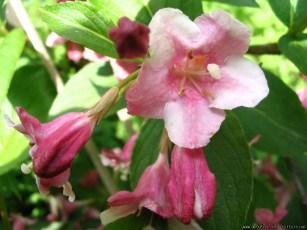 Картинка цветы цветущие деревья кустарники