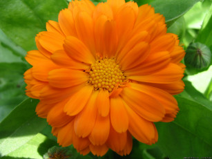 Картинка цветы календула