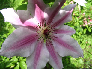 Картинка цветы клематис ломонос