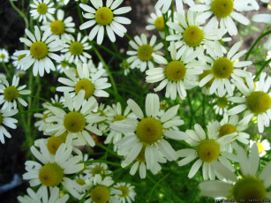 Картинка цветы ромашки