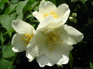 Картинка цветы жасмин