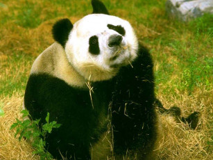 Картинка животные панды