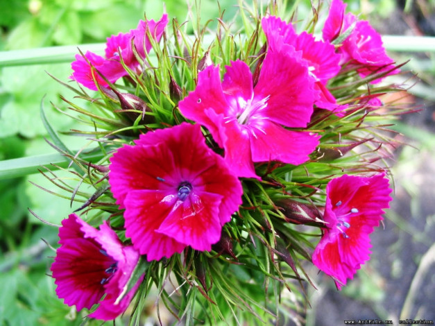 Обои картинки фото цветы, гвоздики