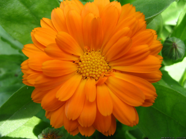 Обои картинки фото цветы, календула