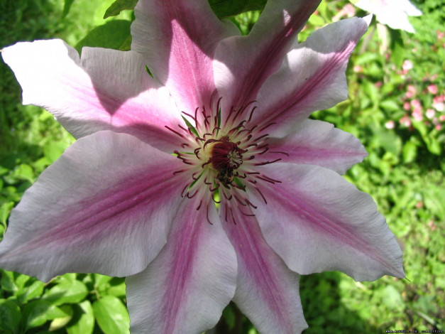 Обои картинки фото цветы, клематис, ломонос