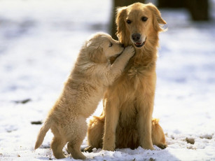 Картинка животные собаки