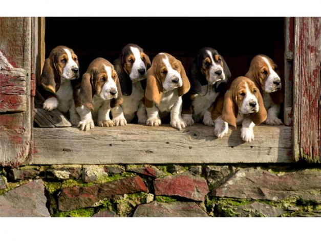 Обои картинки фото животные, собаки