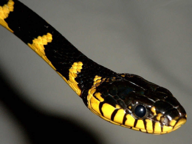 Обои картинки фото животные, змеи, питоны, кобры