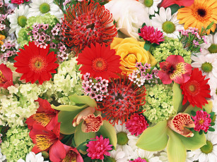 обоя цветы, разные, вместе