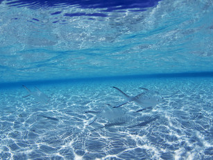 Картинка рыбки животные рыбы