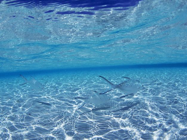 Обои картинки фото рыбки, животные, рыбы