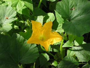 Картинка цветы