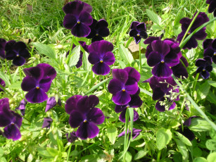 обоя цветы, анютины, глазки, садовые, фиалки