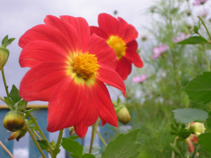 Картинка цветы георгины