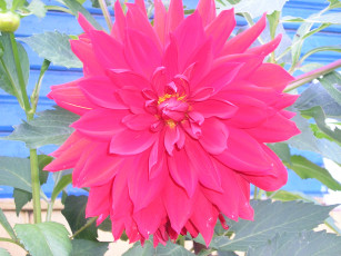 Картинка цветы георгины