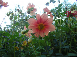 Картинка цветы георгины