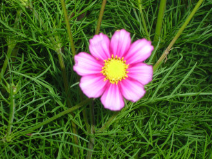 Картинка цветы космея