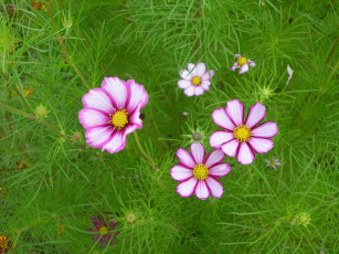 Картинка цветы космея