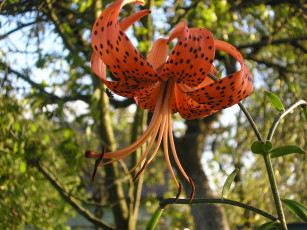 Картинка цветы лилии лилейники