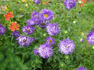 Картинка цветы разные вместе