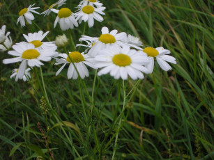 Картинка цветы ромашки