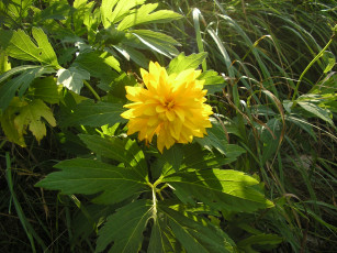 Картинка цветы рудбекия