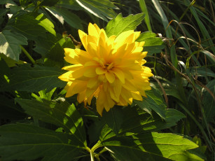 Картинка цветы рудбекия