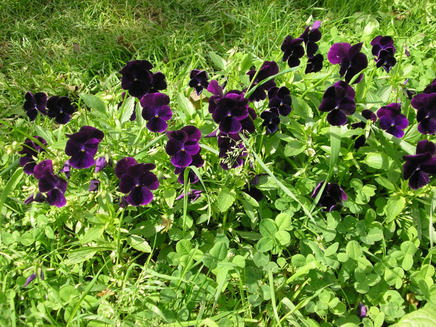 Обои картинки фото цветы, анютины, глазки, садовые, фиалки