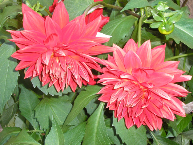 Обои картинки фото цветы, георгины