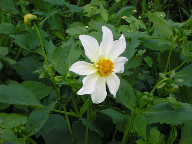 Обои картинки фото цветы, георгины