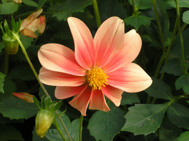 Обои картинки фото цветы, георгины